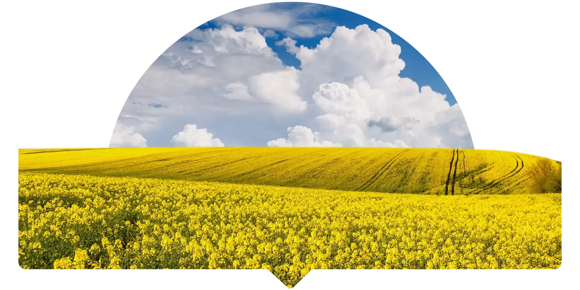 Valorile Agrii România